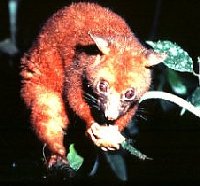 Brushtail Possum