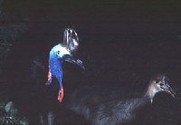 Cassowary