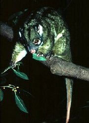 Green Possum