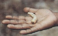 Witchetty Grub