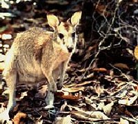 Pademelon