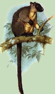 Tree Kangaroo