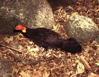 Scrub Turkey