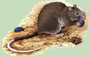 White-tailed Rat