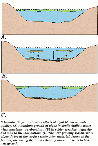 eutrophication.gif