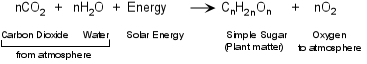 photosynthesis