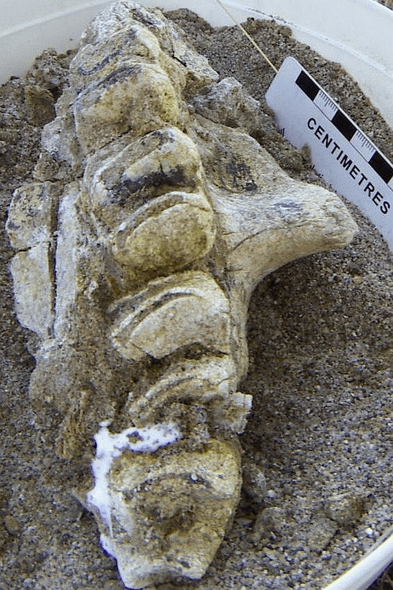 diprotodontid jaw unidentified 