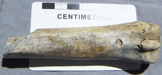 indent caused by crocodile tooth 
