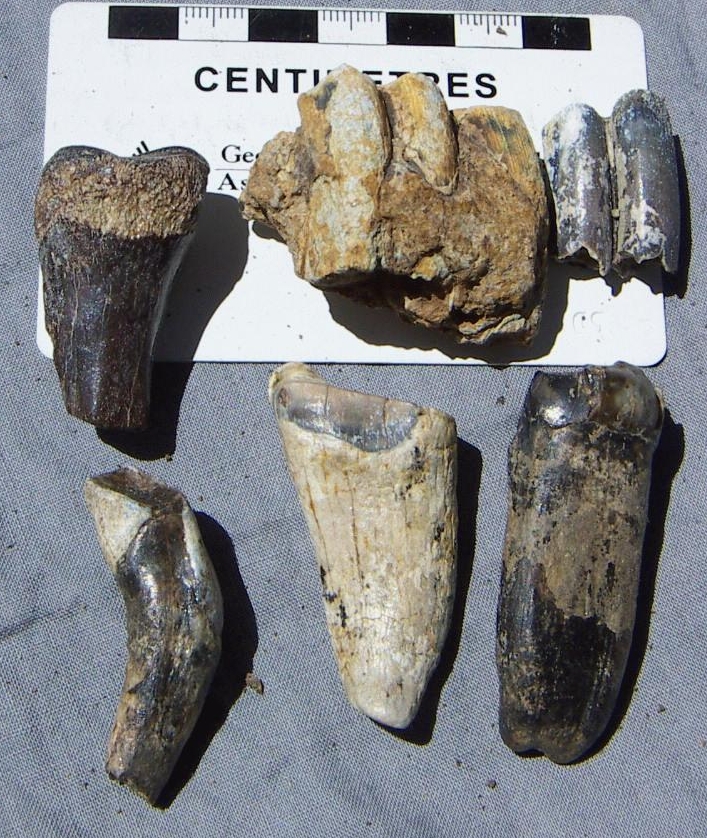 various teeth 