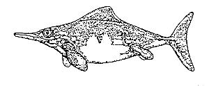 an Ichthyosaur