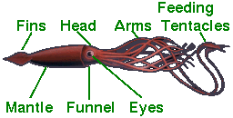 parts of a giant squid