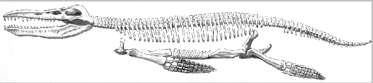 Kronosaurus