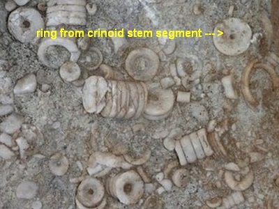 shell fossils in rocks