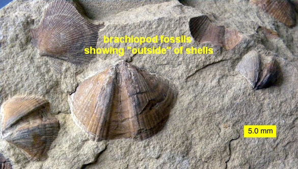fossil identification by shape