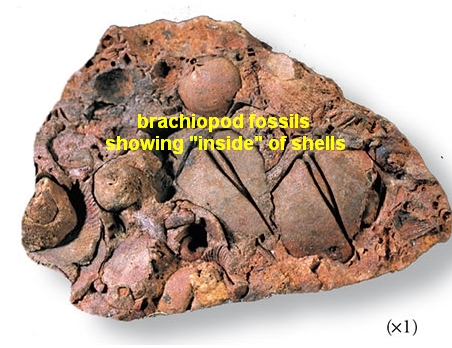 fossil identification by shape