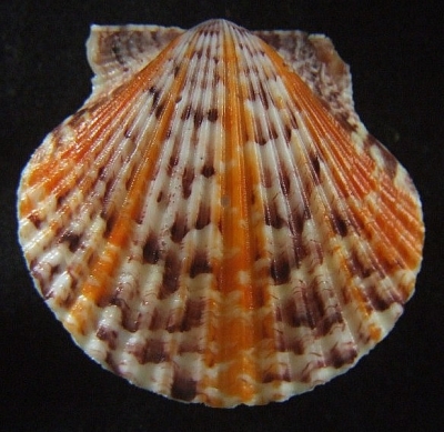 Argopecten gibbus