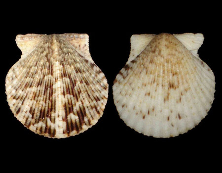 Pecten gibbus