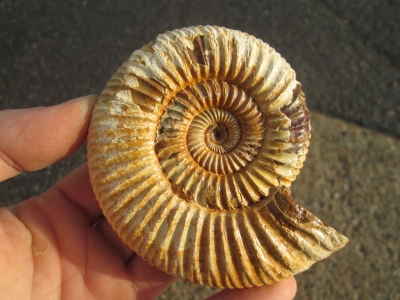 Perisphinctes tiziani