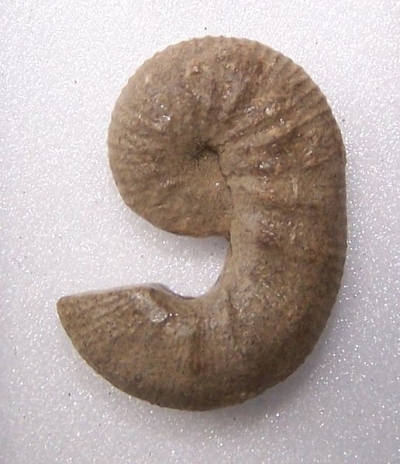 Scaphites hippocrepis