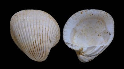 Venericardia planicosta