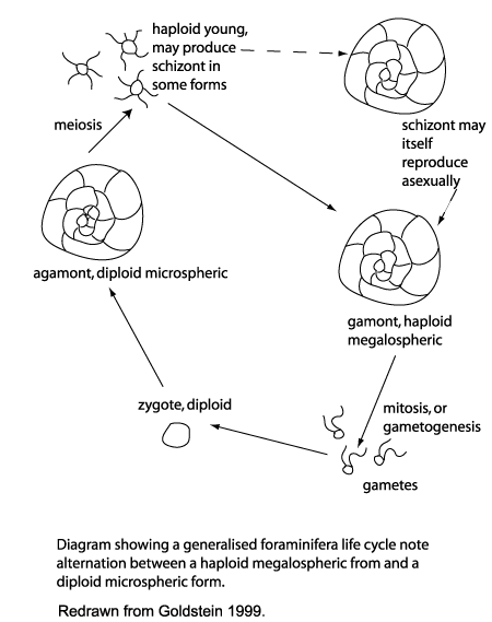  diagram showing generalised foraminiferal life cycle click to view larger version