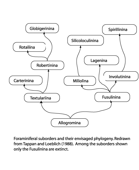 diagram showing foraminiferal suborders and their envisaged phylogeny