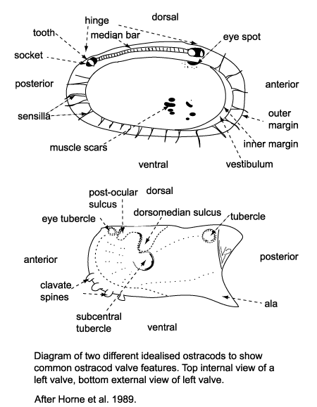diagram showing ostracod valve features