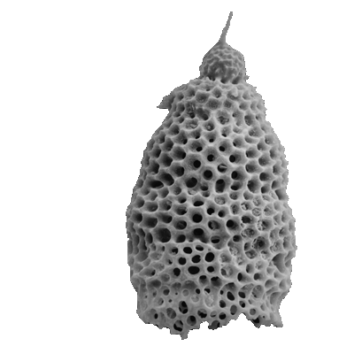 Radiolaria Stichomitra sp.gif