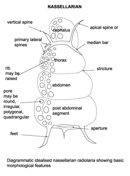 diagrammatic cross-section of nassellarian radiolaria