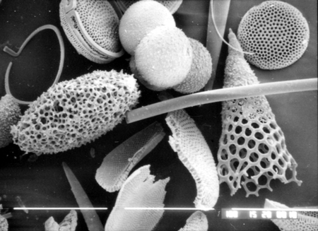 fine Holocene foraminifera microfossil sample Matecumbe Florida Keys 100 feet 