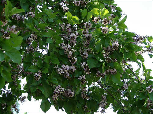 Millettia pinnata - oil tree