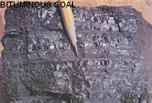 Bituminous Coal - note bedding