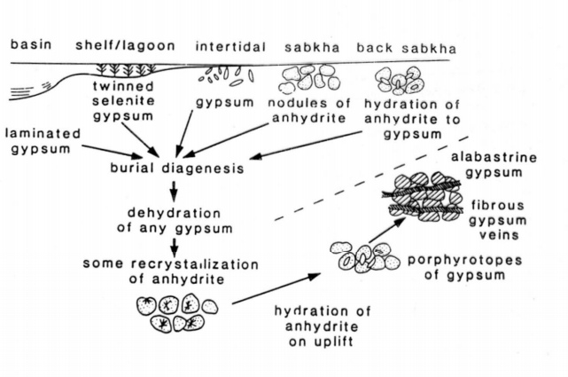 evaporite gypsum / anhydrite cycle