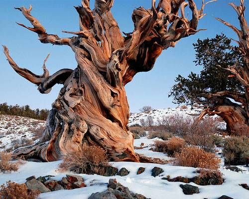 old bristlecone pine