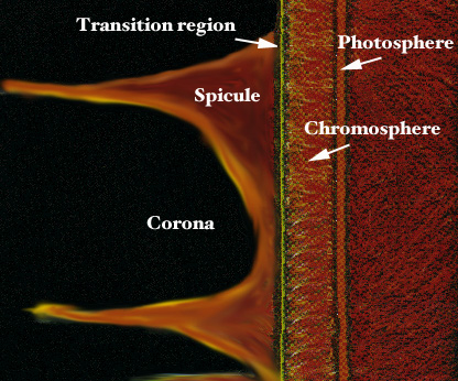 spicule