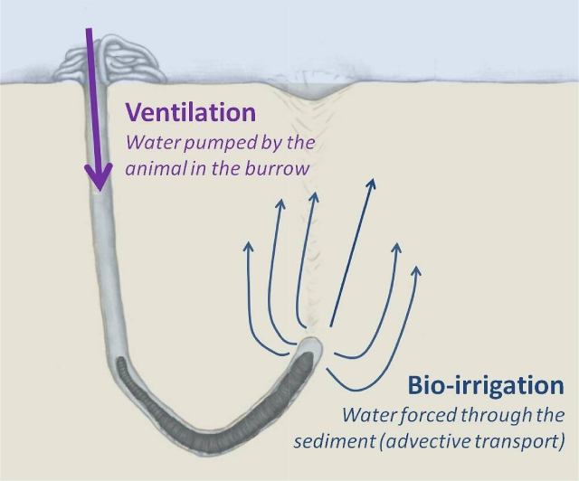 lugworm tunnel