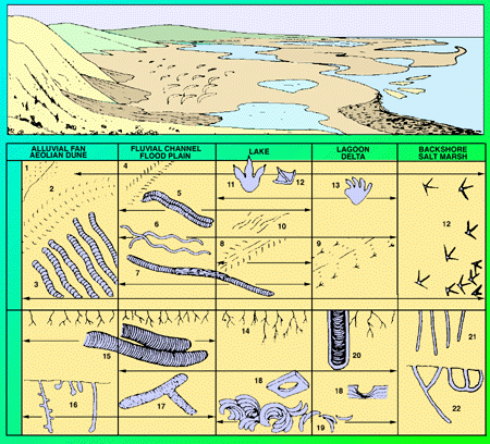 freshwater