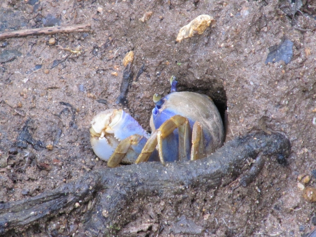 modern crab burrow