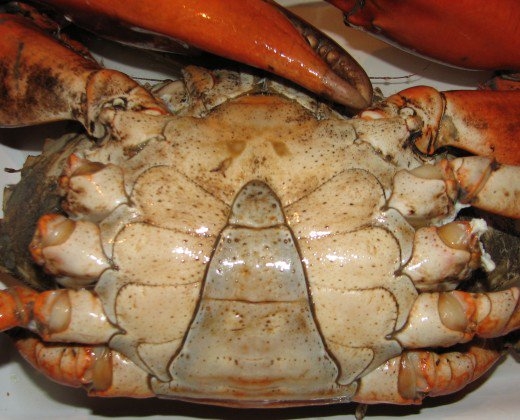 crab carapace
