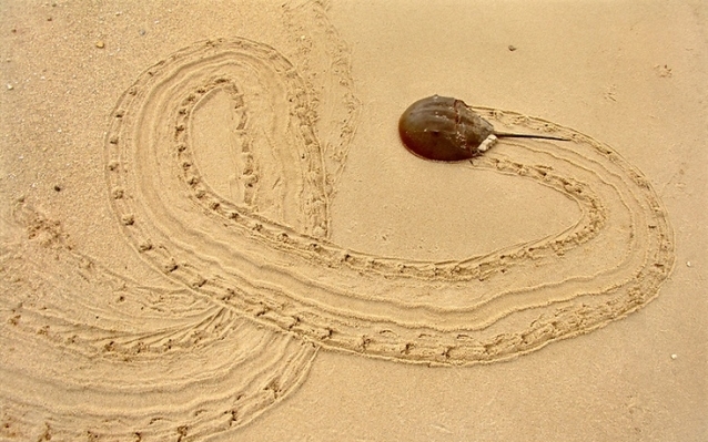 crabs leave tracks