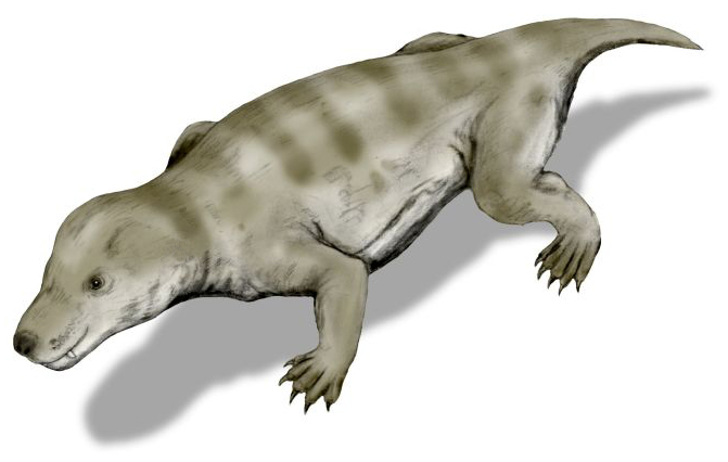 Mammalian Evolution and Triassic Cynodonts