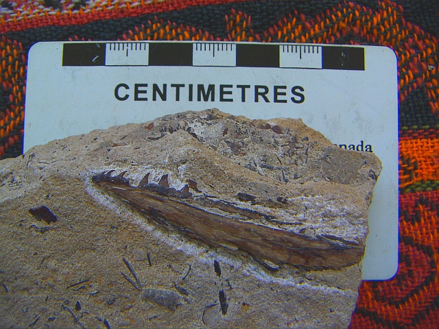 fossil fish jaw