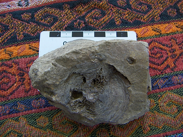 fish vertebrae