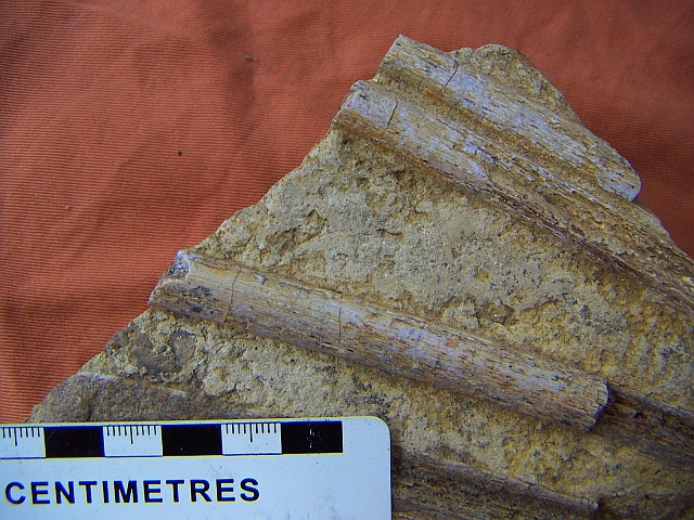 ichthyosaur rib