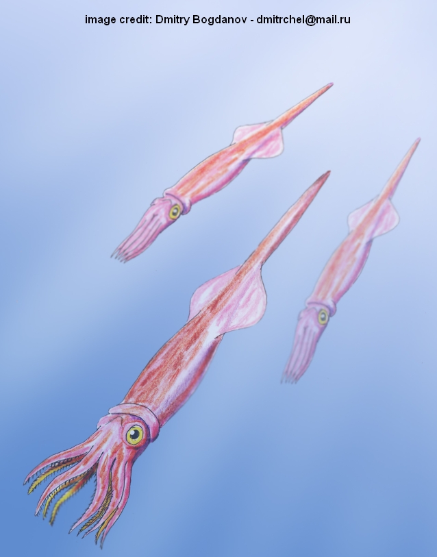 artists view of belemnite