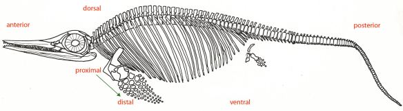 ichthyosaur