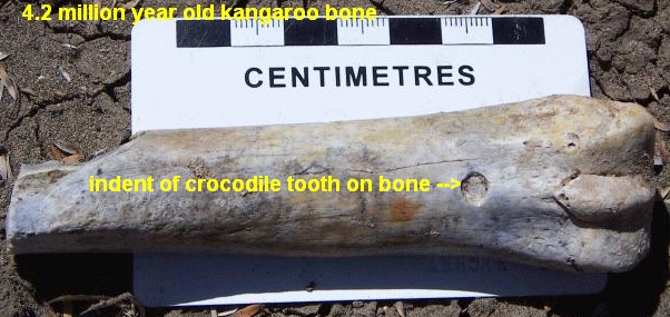 indent of crocodile tooth