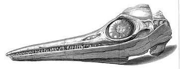 ichthyosaur eye ring