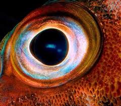 most eyes are supported by a ring